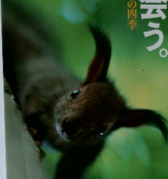 森で出会う。