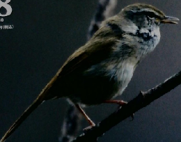 野鳥の世界　７８号　２０１１年8月号