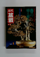 近代盆栽　第56回　春の植え替え　1982年4月