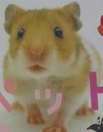 ペットはみんなおともだち　スーパーワイドずかん