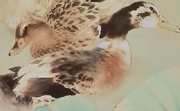 ARTISTS　JAPAN　59　竹内栖鳳