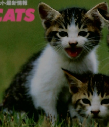 猫と暮らす ペット最新情報