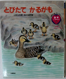 とびたてかるがも