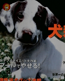 ワン 2004年7月号