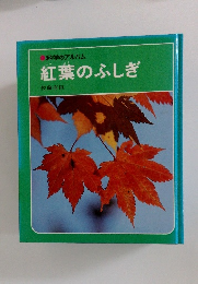 紅葉のふしぎ