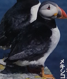 マザー・ネイチャーズ VOL.7 1993夏