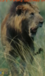 世界の野生動物
