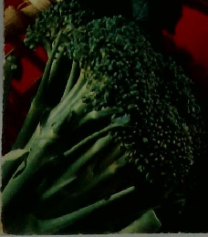 料理の基本　12ヵ月