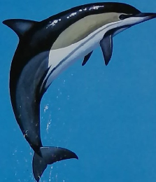 DO ART 67 1992年6/9号