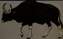 ポケット科学図鑑 6 動物