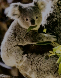 2022年版 指導計画　2/3月号