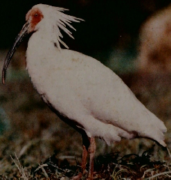 県民の鳥　トキ