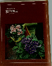 世界の園芸百科 室内園芸 グリーンライブラリー