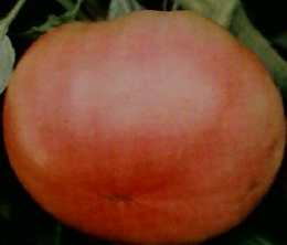 北国の野菜づくり