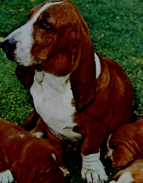 アルファ　No.18　1/20