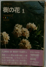 カラー 樹の花 1