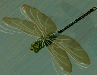 日本伝統　漆芸展　第36回