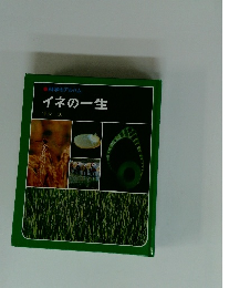 イネの一生