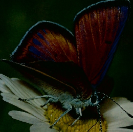 昆虫 Life Nature Library