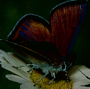 昆虫 Life Nature Library