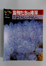 朝日百科 動物たちの地球 67　10/4号　無脊椎動物 7