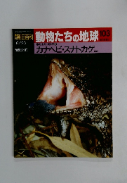 早朝日百科動物たちの地球103　両生類・爬虫類7 カナヘビ・スナトカゲ