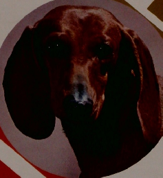 愛犬の友 〈犬種別〉シリーズ ダックスフント