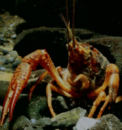 朝日百科　動物たちの地球　60