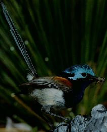 動物たちの地球　32　ウグイス・ヒタキ・ツグミ
