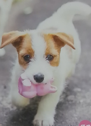 いぬのきもち　2020年3月号　Vol.214