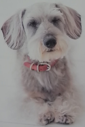 いぬのきもち　2020年4月号