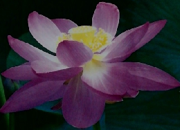 地域の人々と共に