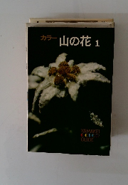 カラー山の花　1