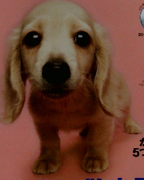 いぬのきもち　2007年9月号