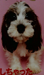 いぬのきもち　　2007年1月号　Vol.56