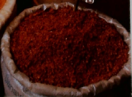 週刊朝日百科　6/11号　植物の世界　60