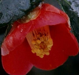 植物の世界　77　