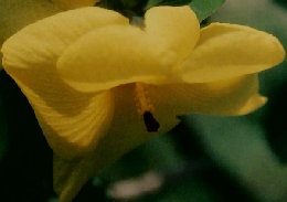 植物の世界　75　9月24日