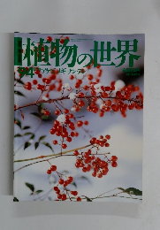 植物の世界　94　2月11日　アケメギナンテ