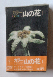 カラー山の花 1