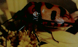 昆虫図鑑　学習図鑑 2