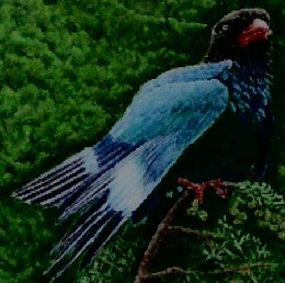 数え上げた 浅川流域の野鳥 III 八王子・日野カワセミ会30年間の観察記録