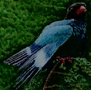 数え上げた 浅川流域の野鳥 III 八王子・日野カワセミ会30年間の観察記録