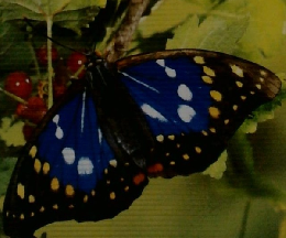 こどもポケットずかん 1 むし  