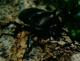 しぜん　かぶとむし　平成24年7月1日発行