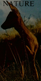 CONSERVATION OF NATURE