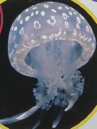 しぜん　くらげ　8