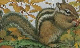 しぜん　11　しまりす