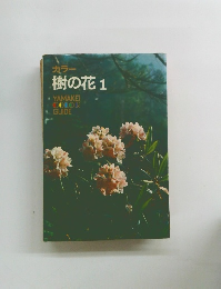 カラー 樹の花 1