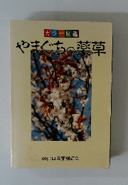 やまぐちの薬草